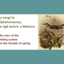 Ka tangi te pīpīwharauroa, ko ngā karere a Mahuru. The cries of the shining cuckoo are the heralds of spring. thumbnail