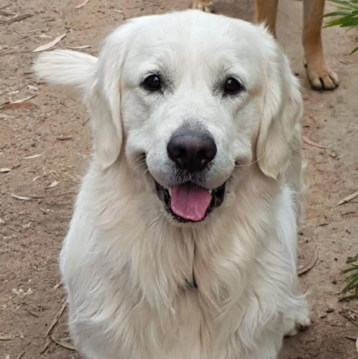 Golden labrador dog