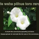 He waha pōhue toro raro. A mouth like convolvulus spreading out below. Gossip spreads far and wide like the roots of the convolvulus. thumbnail