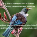 Ko te manu e kai te miro, nōna te ngahere; ko te manu e kai i te mātauranga, nōna te ao. The bird that partakes of the miro berry reigns in the forest; the bird that partakes of education reigns in the world. thumbnail